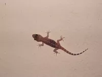 Gekko's [Gekkota]
